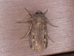 Agrotis infusa