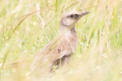 Cincloramphus cruralis