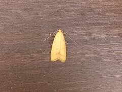 Aeolothapsa malacella