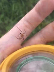 Oxyopes gracilipes