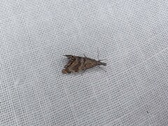 Glaucocharis dilatella