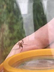 Oxyopes gracilipes