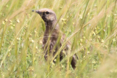 Cincloramphus cruralis