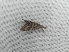 Glaucocharis dilatella