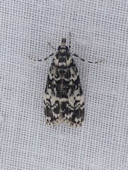 Scoparia exhibitalis