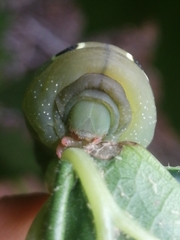 Hippotion celerio