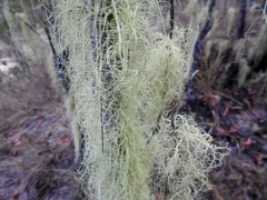 Usnea