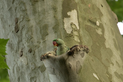 Psittacula eupatria