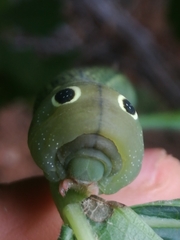 Hippotion celerio