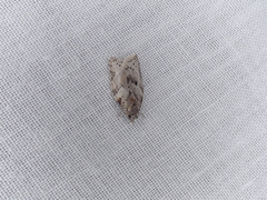 Isotenes miserana