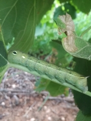 Hippotion celerio