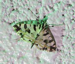 Conchylodes salamisalis