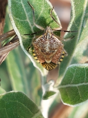 Agonoscelis versicoloratus