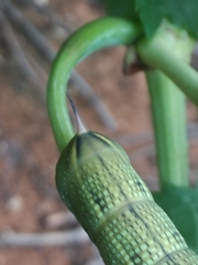 Hippotion celerio