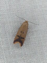 Tachystola hemisema