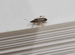 Belonochilus numenius