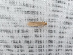 Tineola bisselliella