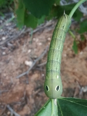 Hippotion celerio
