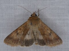 Helicoverpa punctigera