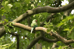 Psittacula eupatria