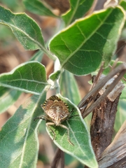 Agonoscelis versicoloratus