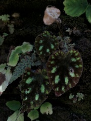 Begonia picta