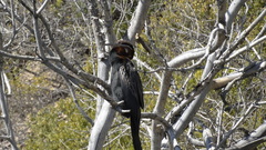 Anhinga rufa rufa