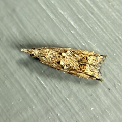 Tortricoidea