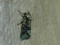 Lacinipolia explicata