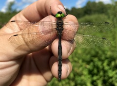 Somatochlora flavomaculata
