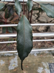 Leea guineensis