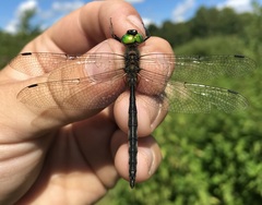 Somatochlora flavomaculata