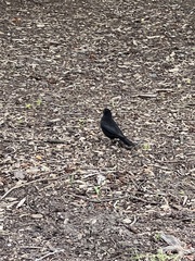 Turdus merula merula