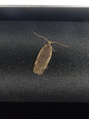 Hoplostega ochroma