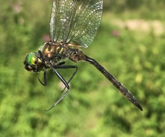 Somatochlora flavomaculata