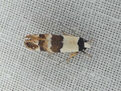 Euphiltra eroticella