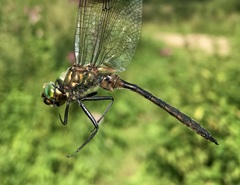 Somatochlora flavomaculata