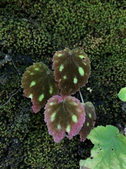 Begonia picta