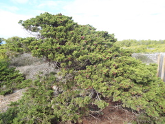 Juniperus phoenicea