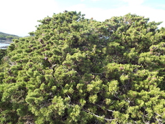 Juniperus phoenicea