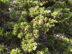 Juniperus phoenicea