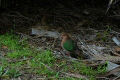 Chalcophaps longirostris