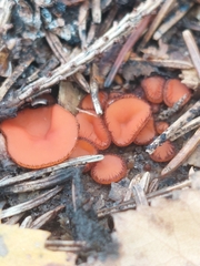 Scutellinia