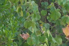 Pachycephala pectoralis contempta