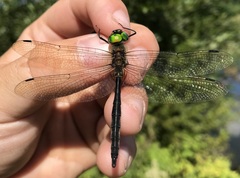 Somatochlora flavomaculata