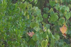 Pachycephala pectoralis contempta