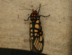 Aglaomorpha plagiata