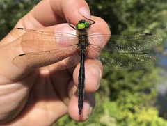 Somatochlora flavomaculata
