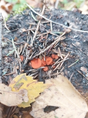 Scutellinia