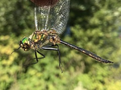 Somatochlora flavomaculata